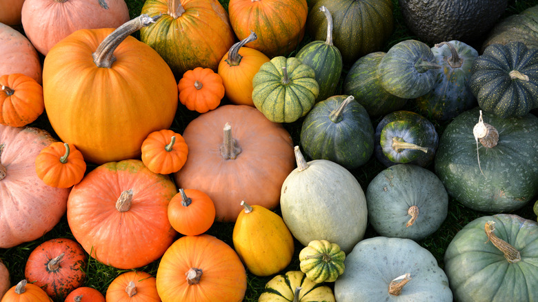 Variety of heirloom pumpkins