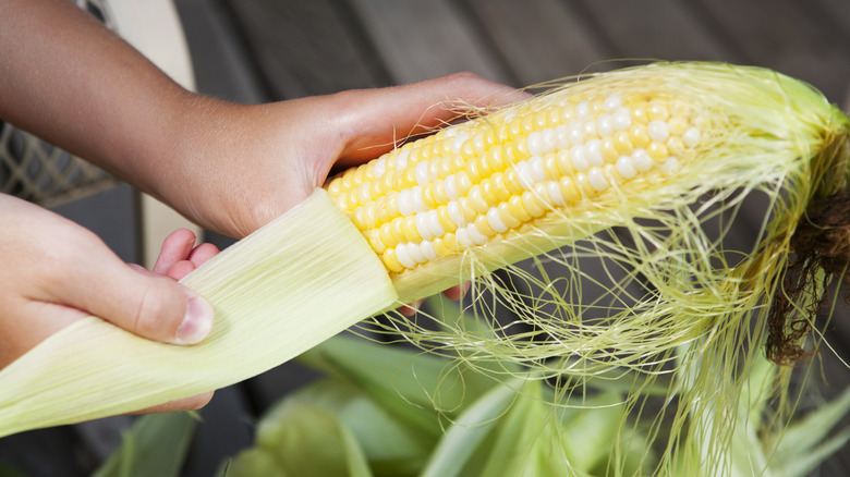 husk peeling off corn cob