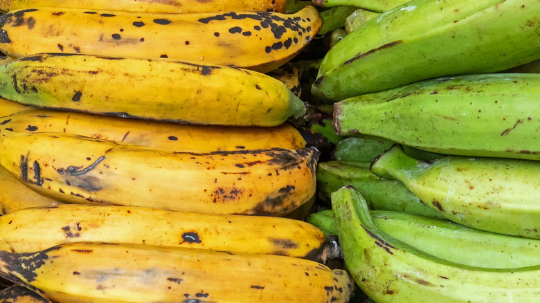 ripe and unripe plantains