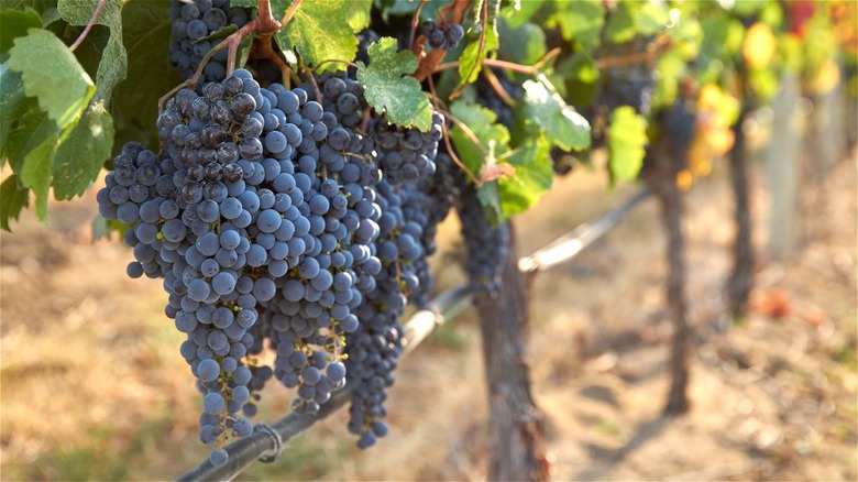 Deep purple grapes on grapevines