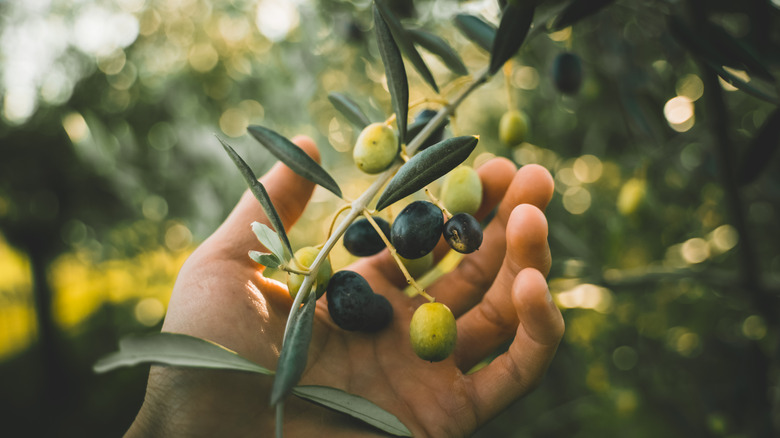 olive harvest