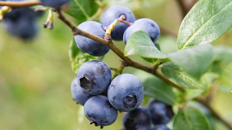 Blueberry field 