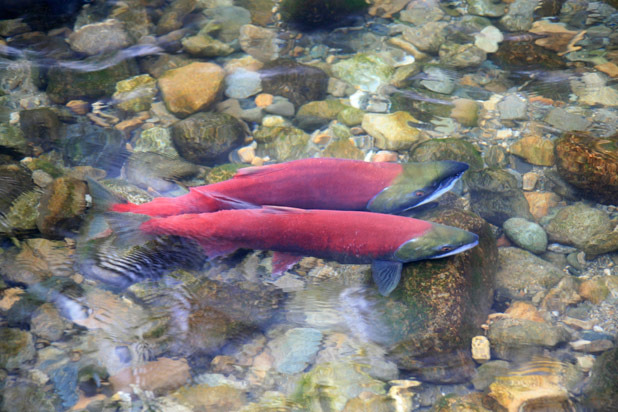 1) The Wonders of Wild Salmon