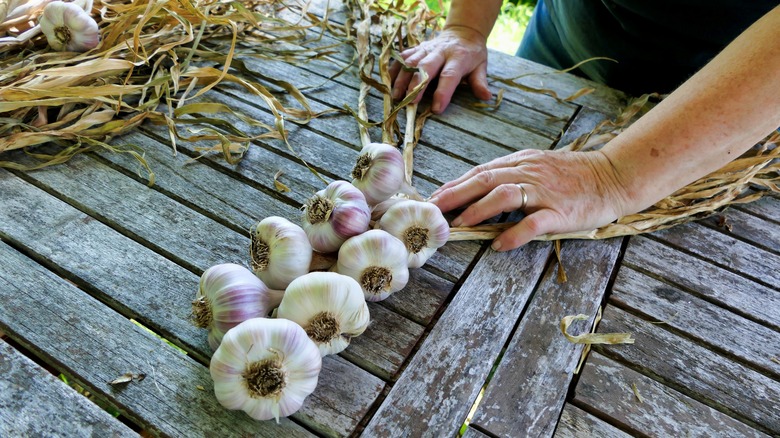 Hands braiding garlic bulbs