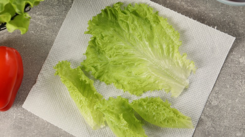 lettuce on paper towel