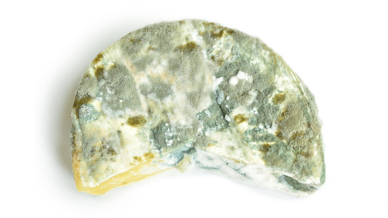 moldy brie cheese