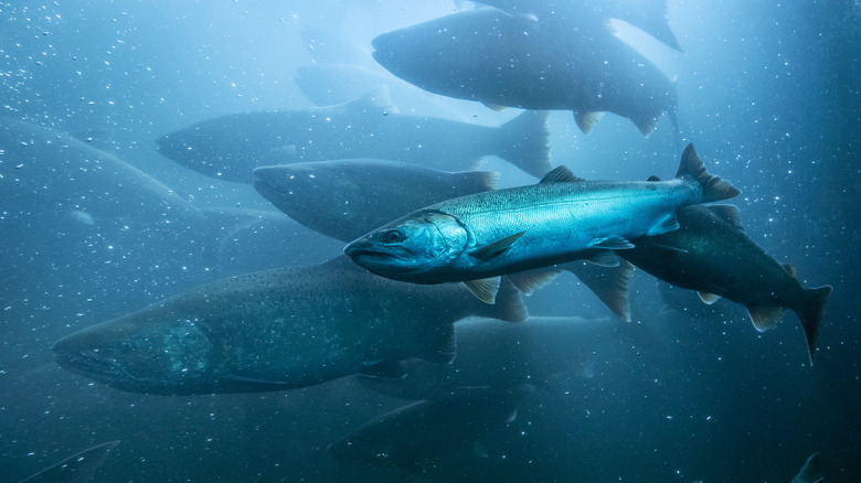 wild salmon in water