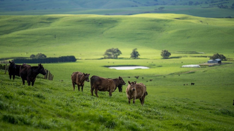 Grass fed cattle