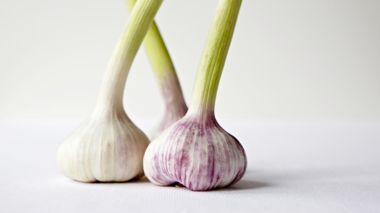 Garlic with green sprouts 