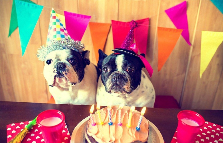 Dog's Birthday