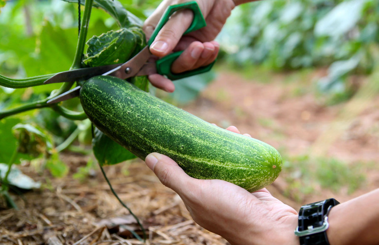 Cucumbers