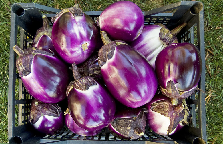 Eggplant