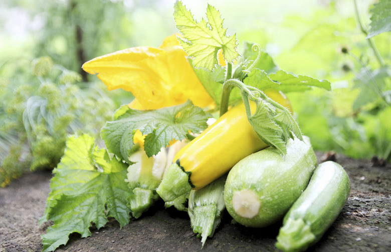 Summer Squash