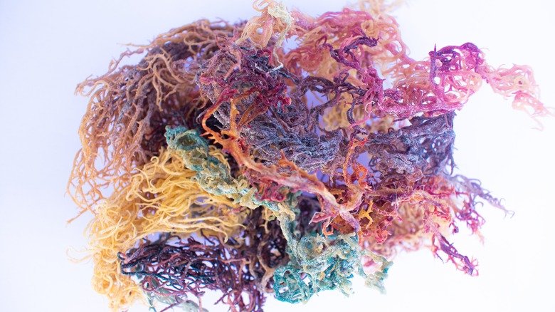 Full spectrum sea moss