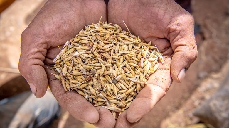 Hands holding out grains.