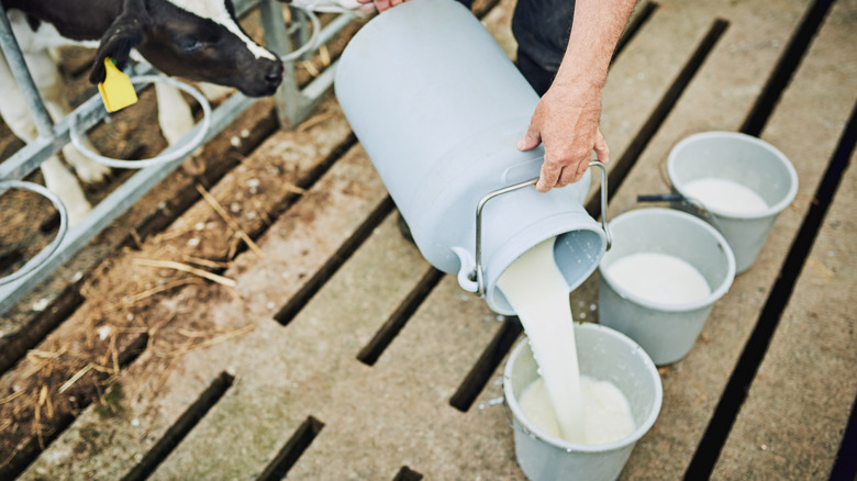 Pouring milk into buckets with cow in the background.