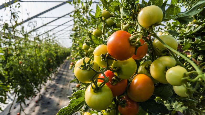 Tomatoes growing in a greenhouse.