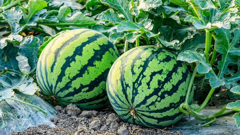 Watermelons growing on the vine