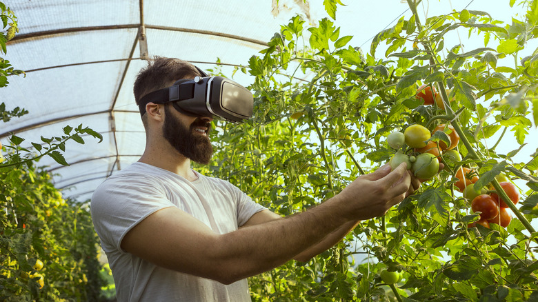 Picking fruit in VR headset