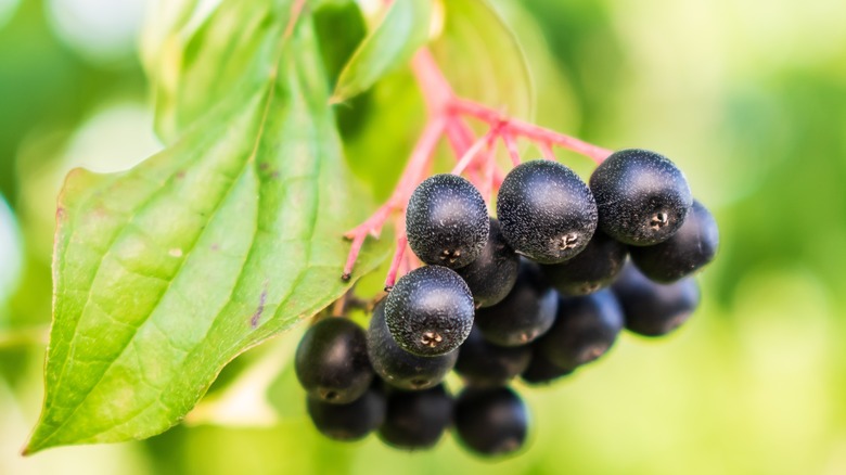 individual huckleberries hanging from branch