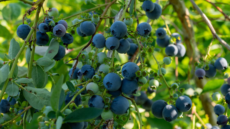 Huckleberry bush, clusters of huckleberries