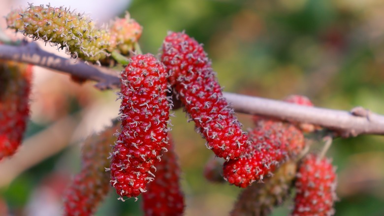 Mulberries on vine