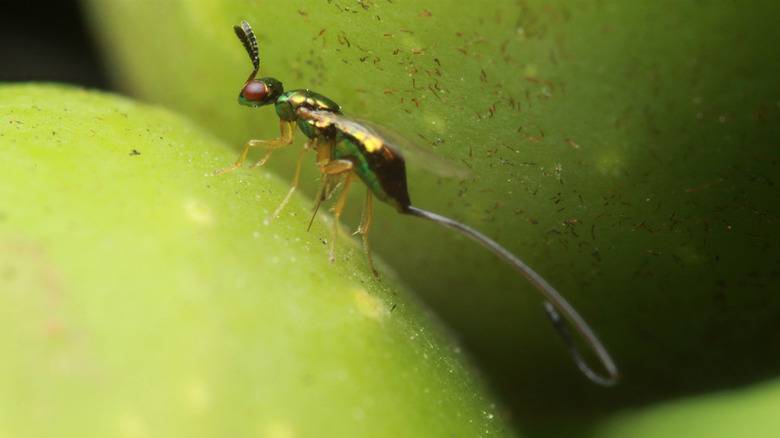 Fig wasp on green fig