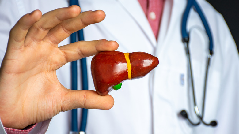 doctor holding liver model