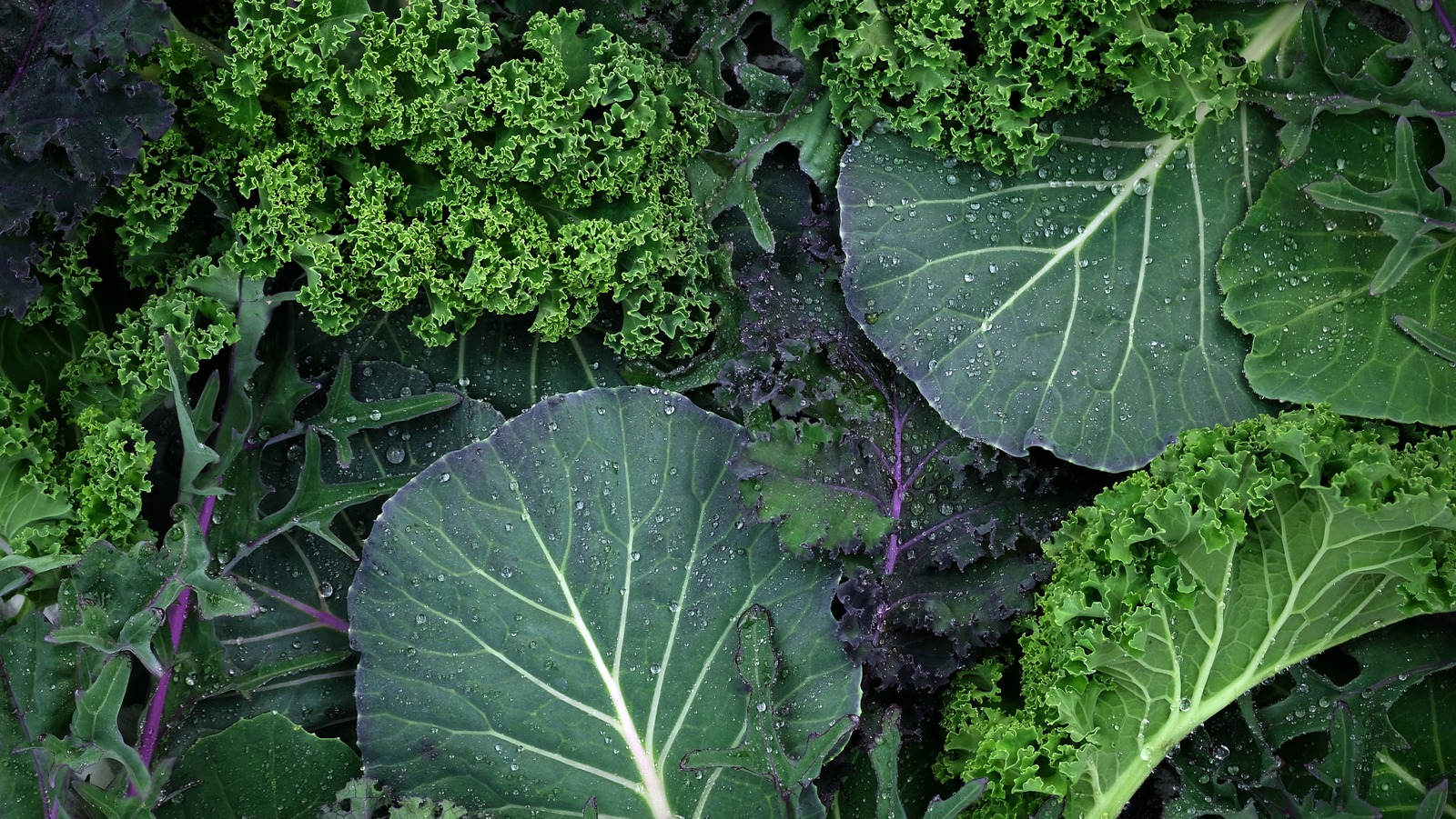 Something to Kale About: How Leafy Greens Fight Bad Breath
