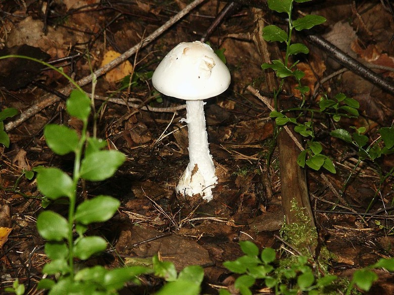 Deadly Mushroom