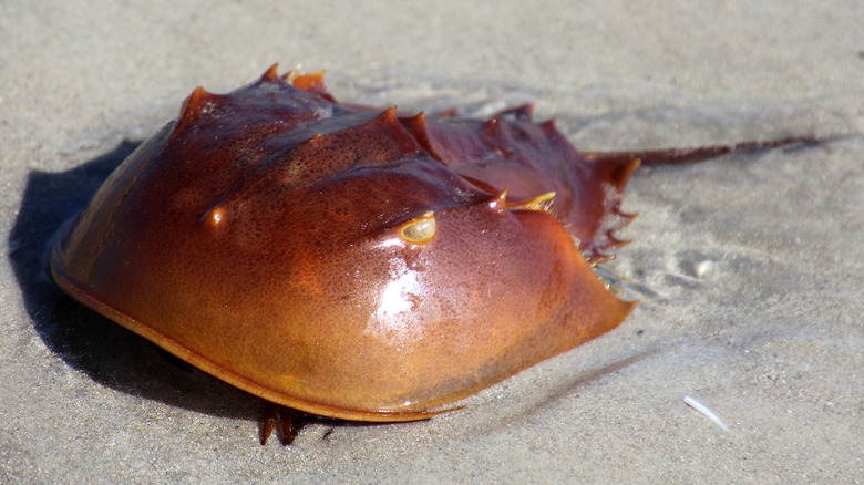 American horseshoe crab in sand