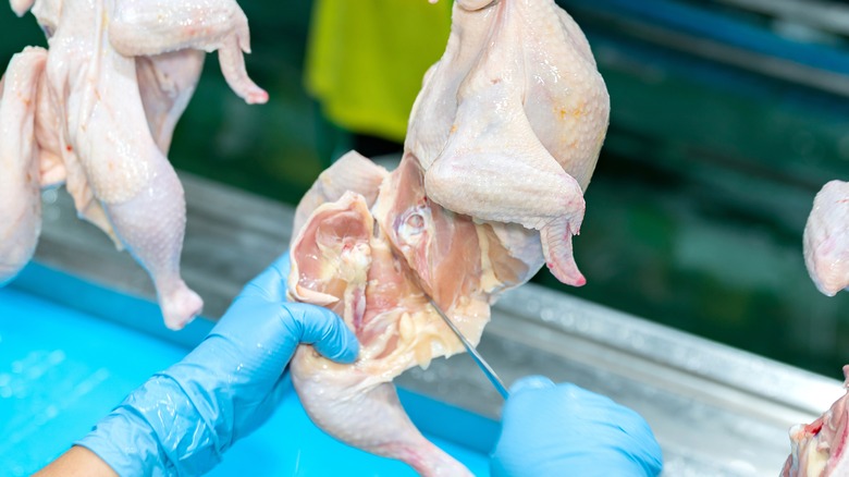 Raw chicken being cut up