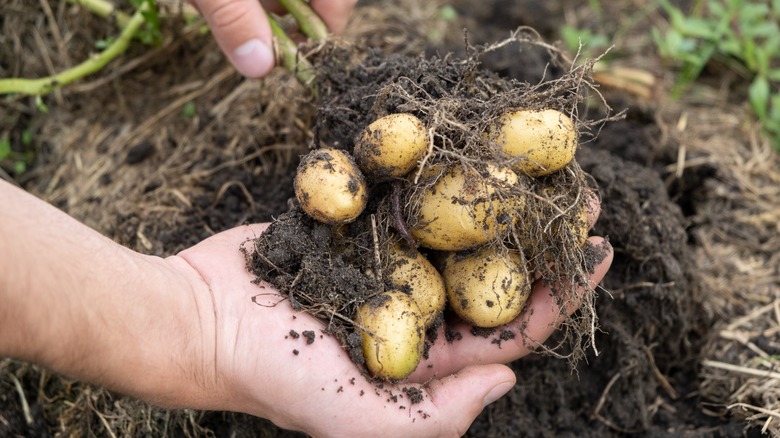 person Digging up new potatoes