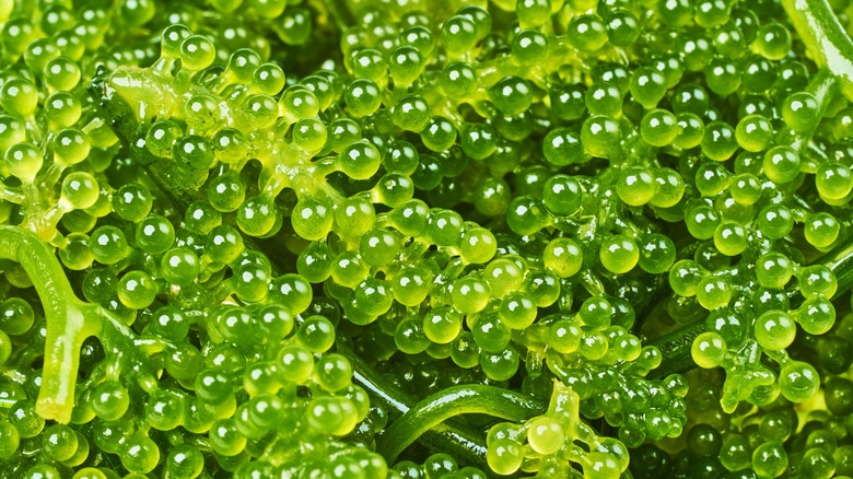 green seaweed imitation caviar