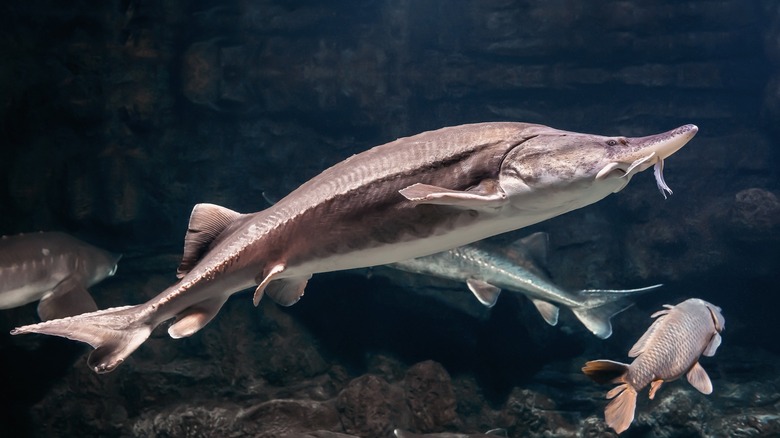 sturgeon swimming underwater