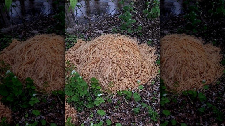 Giant pile of uncooked spaghetti in woods