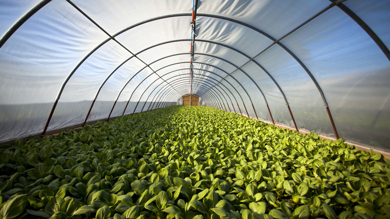 greenhouse farming techniques