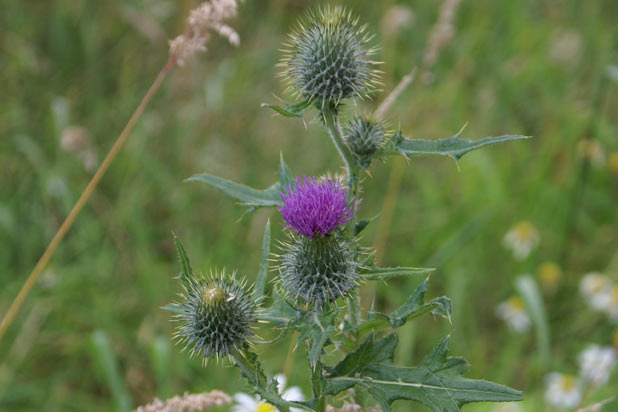 Thistle When You Get There