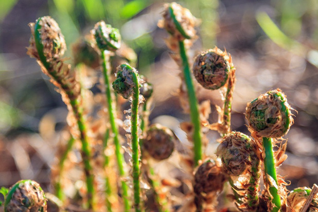 Fiddlehead Ferns and Garlic