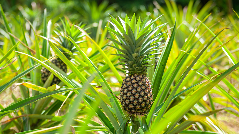 pineapple growing in bush