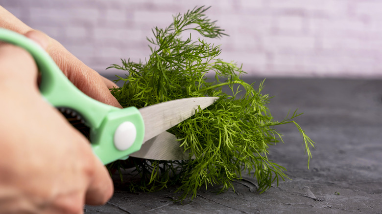 Person cutting fresh dill