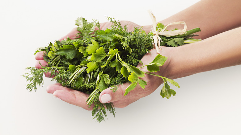 Hands holding a bundle of fresh herbs