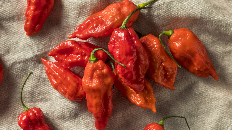 ghost peppers on burlap