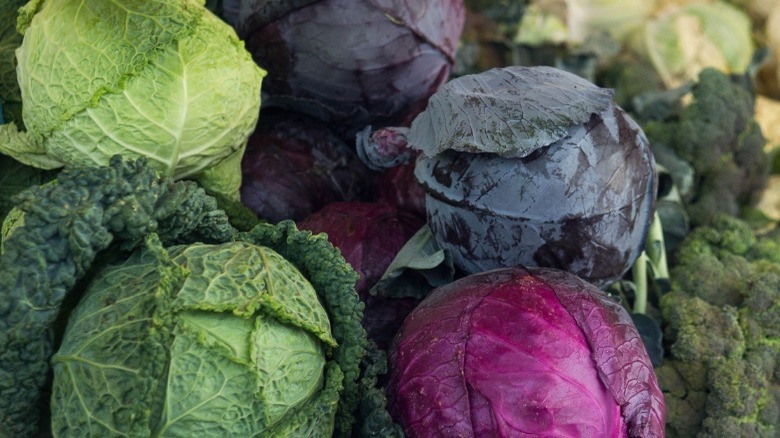 Different types of cabbage