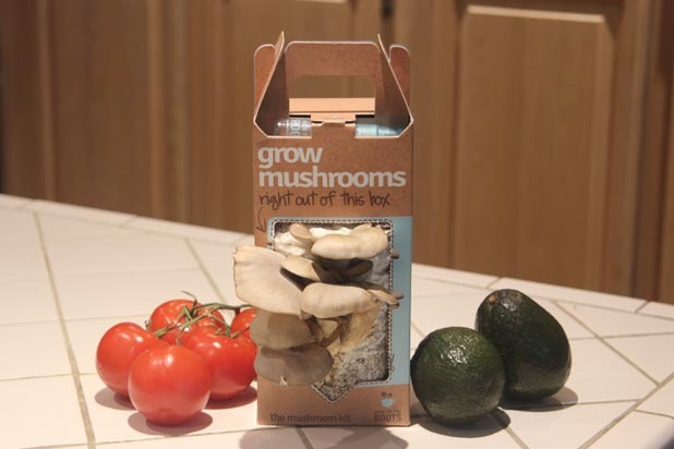 Mushroom Kit From Back to the Roots