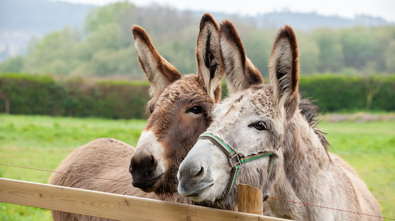 Pair of donkeys