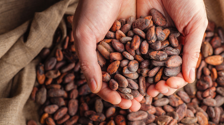 Hands holding raw cocoa