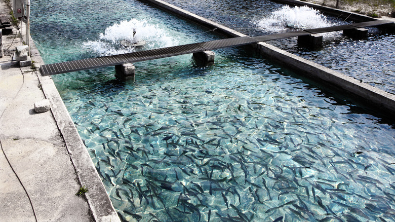 Fish factory farm