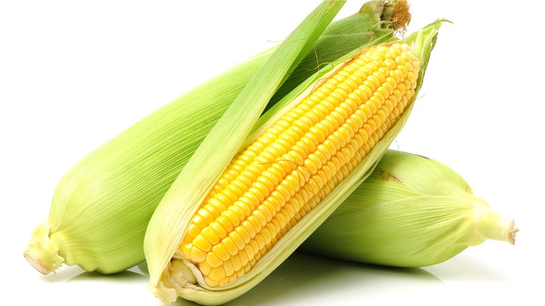 Raw corn cobs partially shucked 