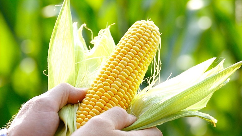 Partially shucked corn cob